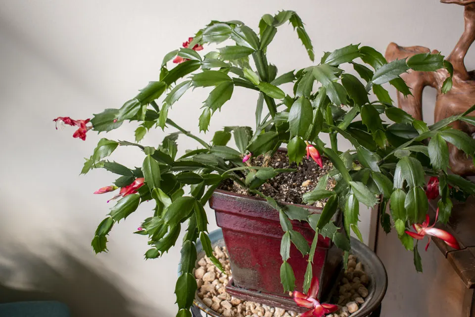 Il semble que vous ayez téléchargé une image d'un cactus de Noël en pleine floraison ! D'après l'apparence de la plante, il s'agit probablement d'une espèce Schlumbergera, peut-être un cactus de Noël ou de Thanksgiving, reconnaissable à ses magnifiques fleurs roses et blanches.

