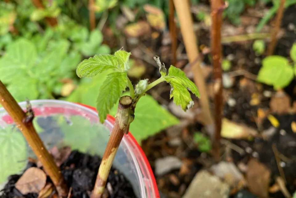 Voici une photo de boutures ratées que j'ai prises à la fin de l'été. Il faisait trop chaud et elles ont poussé des bourgeons trop tôt.