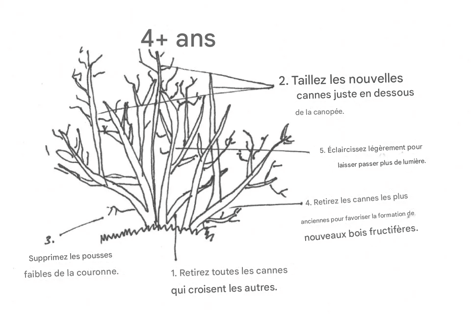 Comment et Quand Tailler les Buissons de Myrtilles pour des Récoltes Abondantes Chaque Année