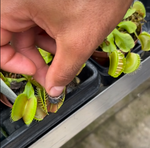 Ne pas nourrir les Plantes Carnivores manuellement