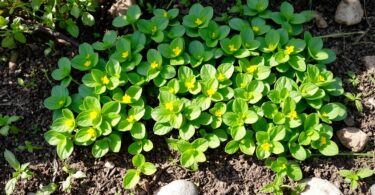 Pourquoi vous devriez adopter le pourpier dans votre jardin