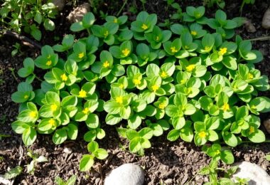 Pourquoi vous devriez adopter le pourpier dans votre jardin