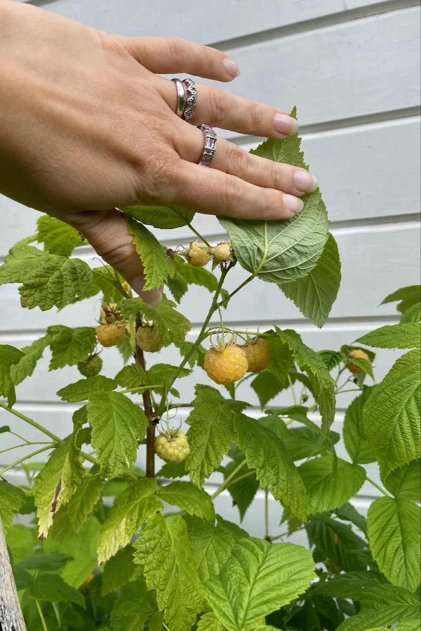 Les floricanes (cannes de l'année dernière) produisent des fruits sur les pousses latérales.  