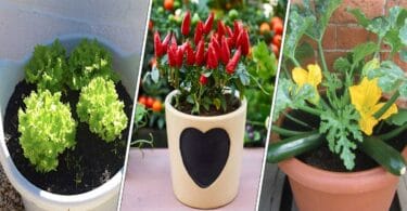 12 Légumes Verts qui poussent bien en pots