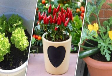 12 Légumes Verts qui poussent bien en pots