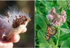 COMMENT RÉCOLTER ET CULTIVER DES GRAINES D’ASCLÉPIADE POUR SAUVER LE PAPILLON MONARQUE