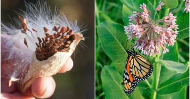 COMMENT RÉCOLTER ET CULTIVER DES GRAINES D’ASCLÉPIADE POUR SAUVER LE PAPILLON MONARQUE