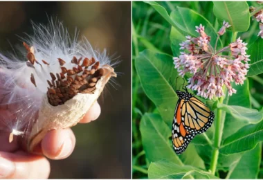 COMMENT RÉCOLTER ET CULTIVER DES GRAINES D’ASCLÉPIADE POUR SAUVER LE PAPILLON MONARQUE