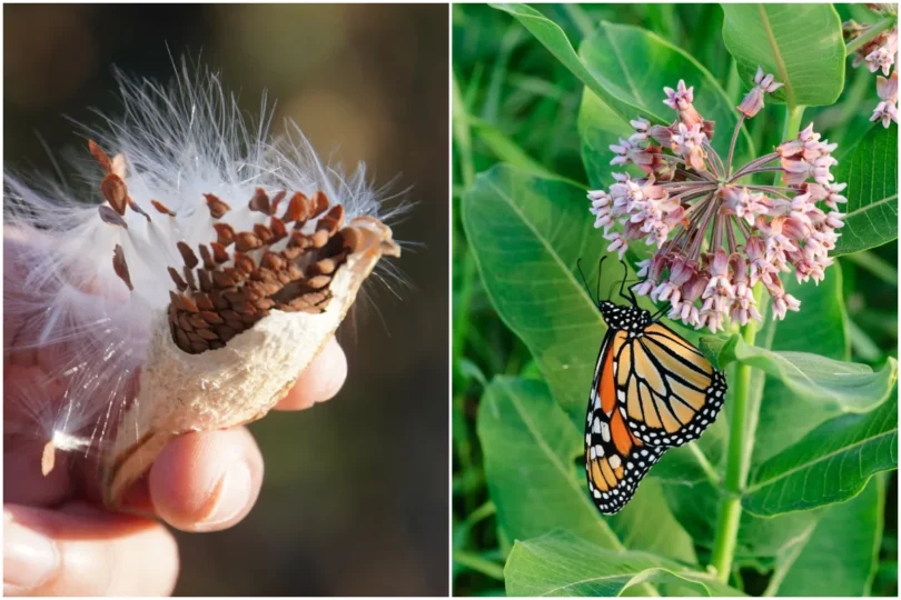 COMMENT RÉCOLTER ET CULTIVER DES GRAINES D’ASCLÉPIADE POUR SAUVER LE PAPILLON MONARQUE