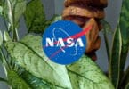 Les 9 meilleures plantes d’intérieur pour purifier l’air selon la NASA : Guide détaillé et complet