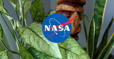 Les 9 meilleures plantes d’intérieur pour purifier l’air selon la NASA : Guide détaillé et complet