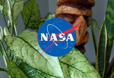 Les 9 meilleures plantes d’intérieur pour purifier l’air selon la NASA : Guide détaillé et complet