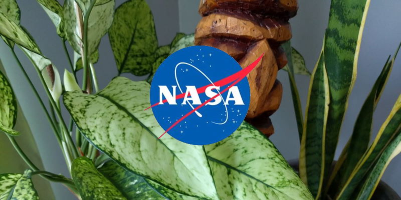 Les 9 meilleures plantes d’intérieur pour purifier l’air selon la NASA : Guide détaillé et complet