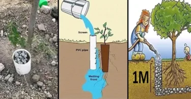 Arrosage Écologique et Efficace : Utiliser des Tuyaux en PVC pour le Soin Optimal des Plantes