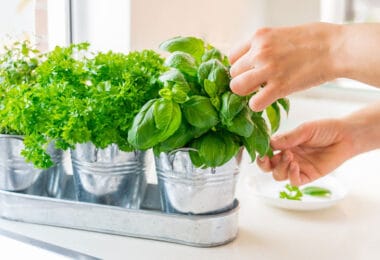 Astuces pour cultiver des herbes aromatiques à l’intérieur en hiver.