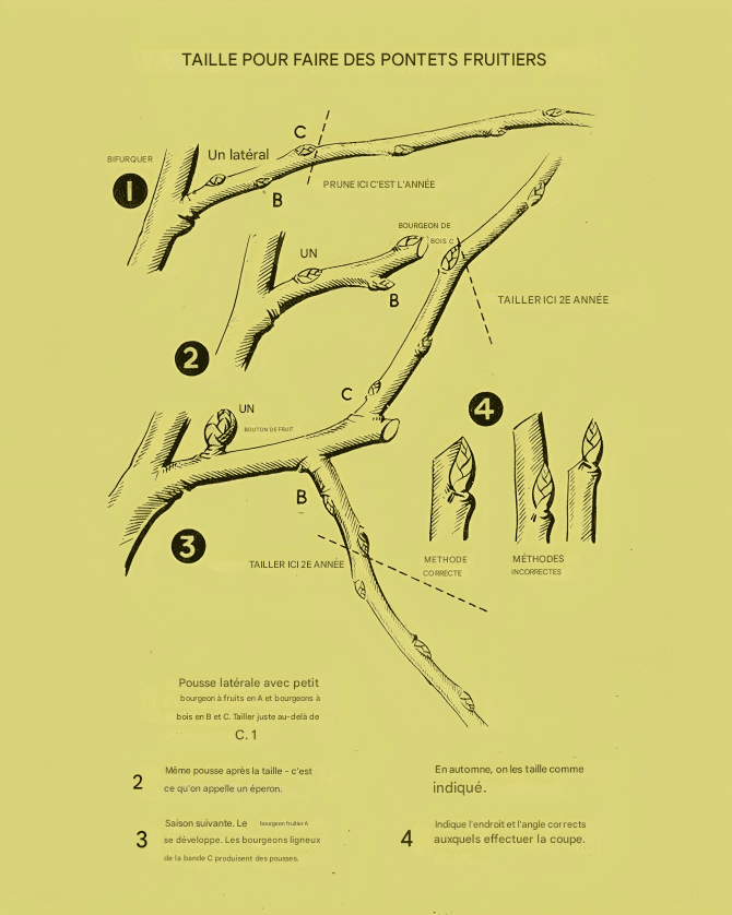 La Bonne et la Mauvaise Façon de Tailler les Arbres Fruitiers et Quand le Faire