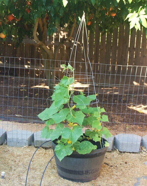 Treillis en Cage de Tomates