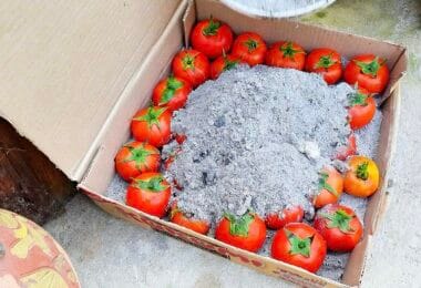 conserver des tomates dans la cendre