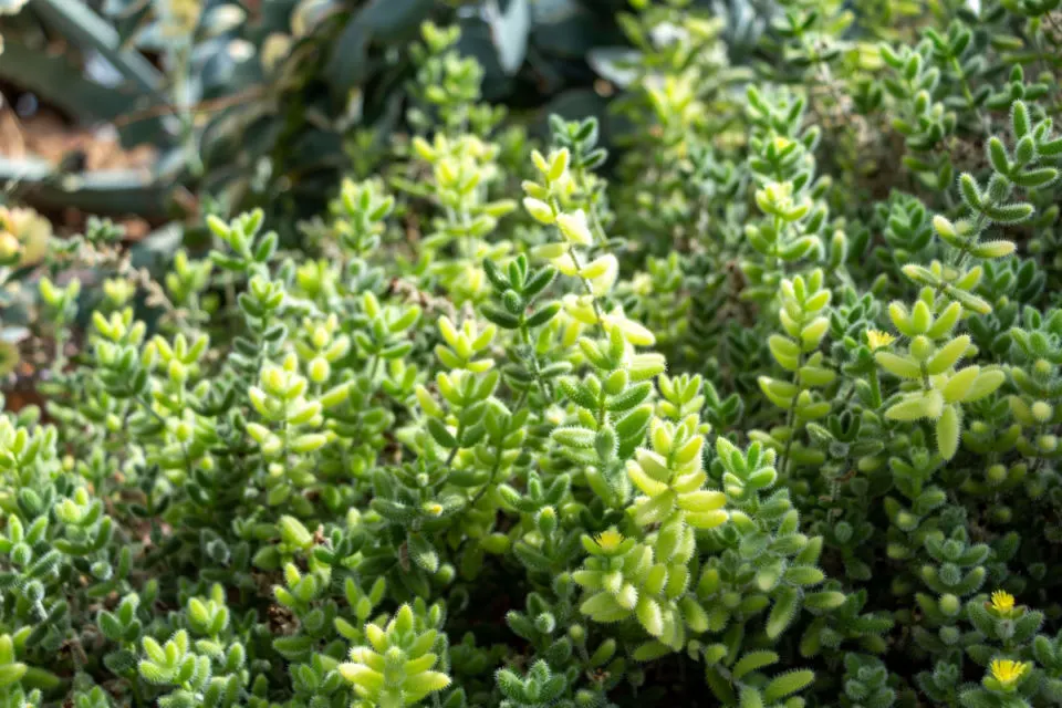 Qu'est-ce qu'une plante cornichon ?