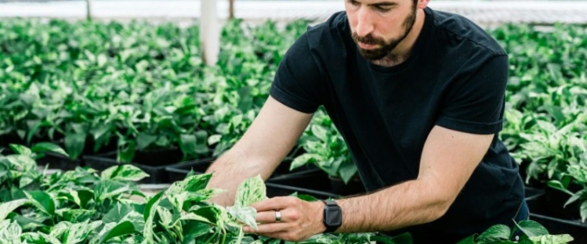 Lionel Mora, cofondateur et patron de Neoplants, inspecte des plantes biotechnologiques dans une serre à Lodi, le 1er mai 2024 en Californie