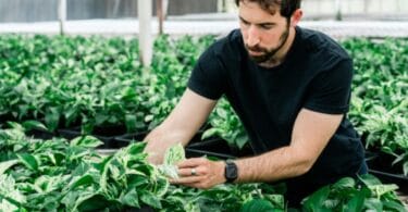 Lionel Mora, cofondateur et patron de Neoplants, inspecte des plantes biotechnologiques dans une serre à Lodi, le 1er mai 2024 en Californie