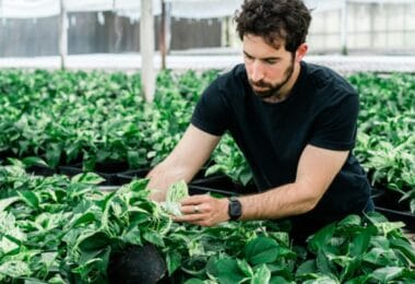 Lionel Mora, cofondateur et patron de Neoplants, inspecte des plantes biotechnologiques dans une serre à Lodi, le 1er mai 2024 en Californie