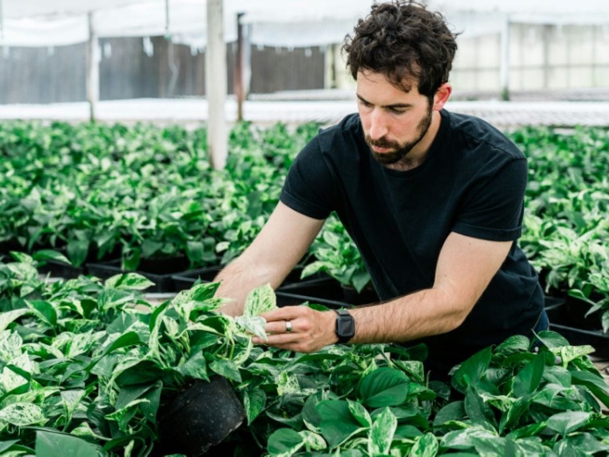 Lionel Mora, cofondateur et patron de Neoplants, inspecte des plantes biotechnologiques dans une serre à Lodi, le 1er mai 2024 en Californie