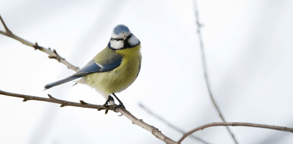 Nourrir les mésanges en hiver : 3 erreurs à éviter absolument !