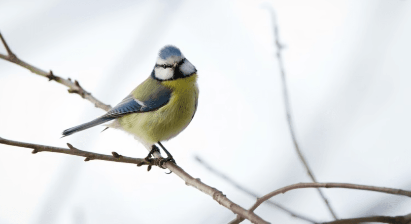 Nourrir les mésanges en hiver : 3 erreurs à éviter absolument !