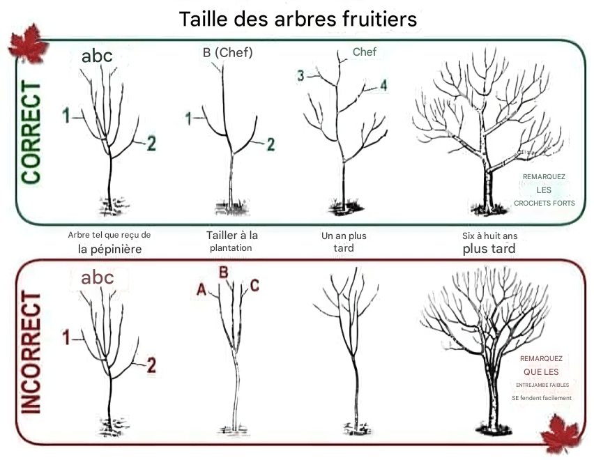  Tailler les Arbres Fruitiers : La Bonne et la Mauvaise Façon