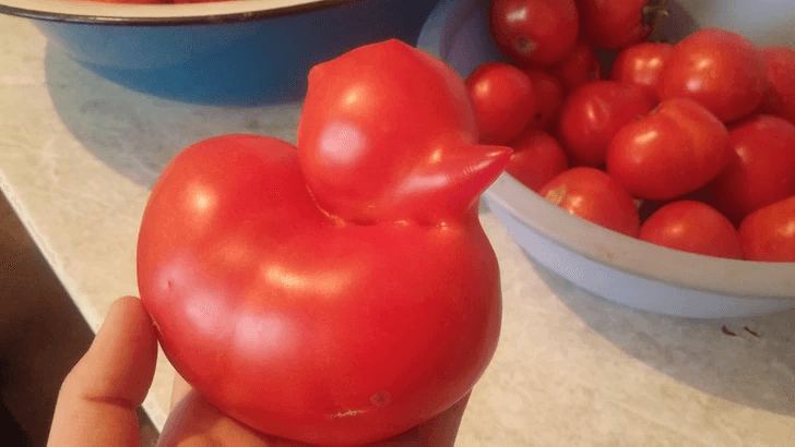 Cette tomate se prend pour un caneton !