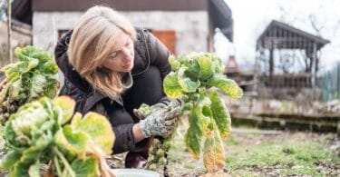 Cultiver des légumes résistants au froid