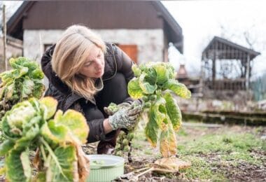 Cultiver des légumes résistants au froid