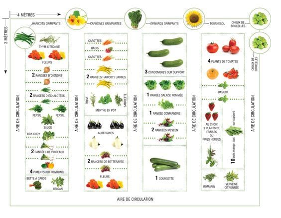 associer vos légumes au potager