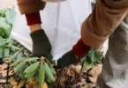 Astuces pour protéger les plantes sensibles au Froid