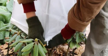 Astuces pour protéger les plantes sensibles au Froid