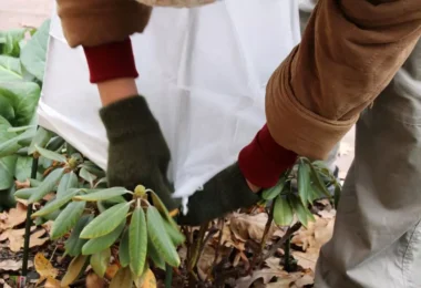 Astuces pour protéger les plantes sensibles au Froid