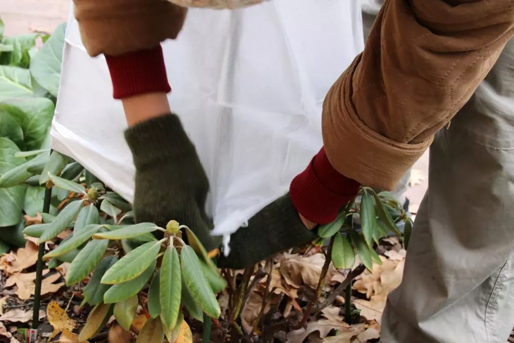 Astuces pour protéger les plantes sensibles au Froid