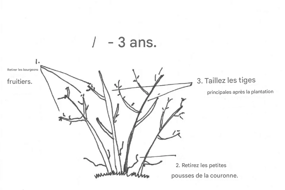 Comment et Quand Tailler les Buissons de Myrtilles pour des Récoltes Abondantes Chaque Année